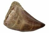 Fossil Mosasaur (Thalassotitan) Tooth - Morocco #345177-1